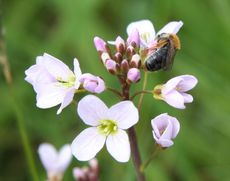 Wiesenschaumkraut-45.jpg